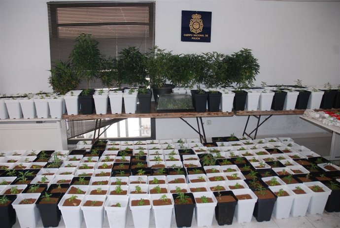 Plantas incautadas en cultivos de marihuana de Alicante, Elche y Orihuela