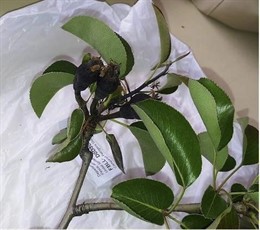 Muestra de fuego bacteriano en un peral de Lleida