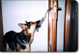 Un perro de asistencia abre una puerta