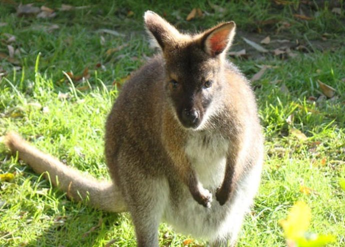 Madre del marsupial nacido en el Parque del Oeste de Málaga