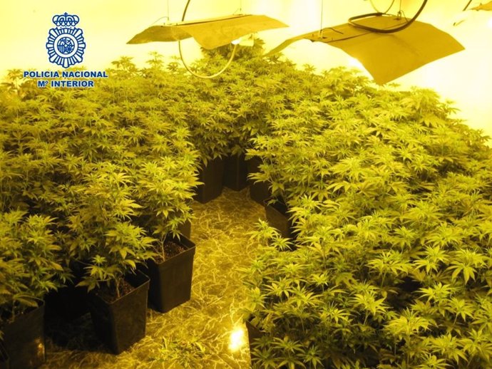 Invernadero de 250 plantas de marihuana situado en una vivienda