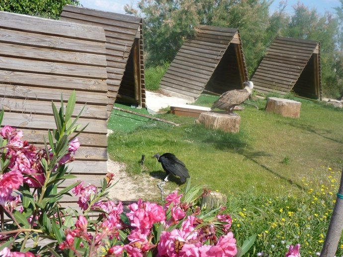 Colección permanente de aves rapaces en Terra Natura