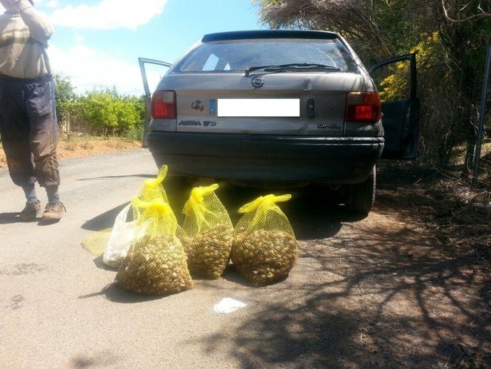 Incautación de un cargamento de caracoles