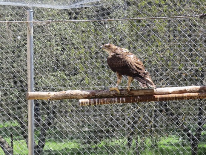 Águila perdicera descansa en el hospital de fauna de GREFA antes de ser liberad