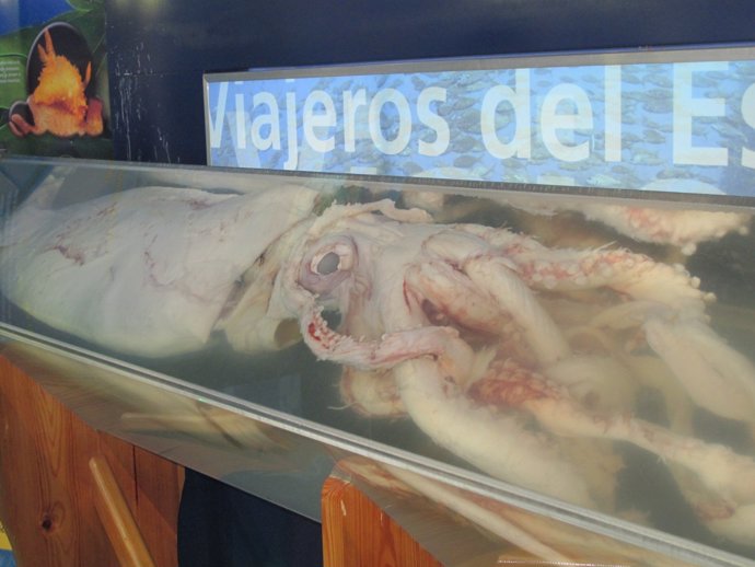 Calamar gigante encontrado en aguas de Algeciras