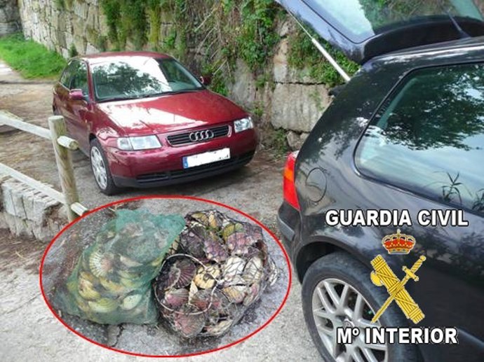 Vieiras intervenidas en Moaña (Pontevedra)g
