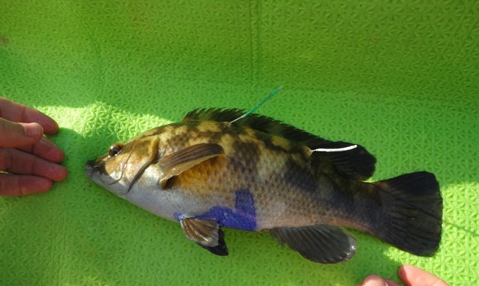 El CSIC detecta diferencias entre pintos y maragotas