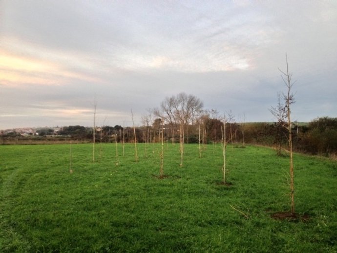 Imagen de una plantación de árboles