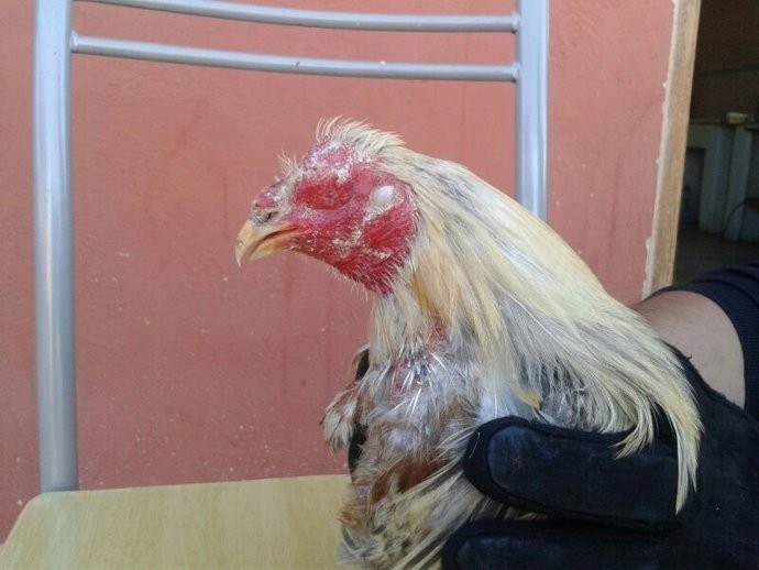 Uno de los gallos localizados por la Policía