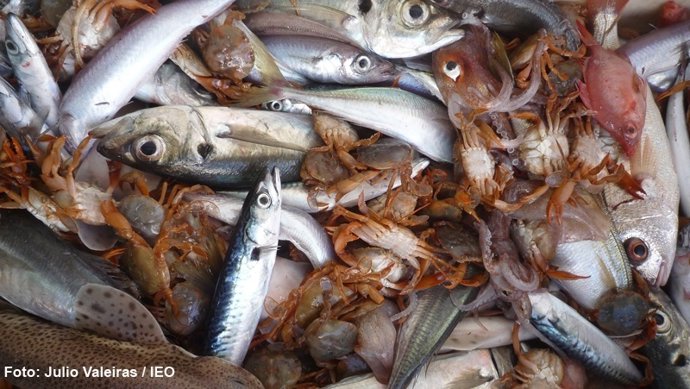 Descartes de pescado