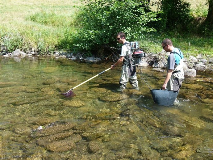 Técnicos practicando pesca eléctrica en un río de Lleida.
