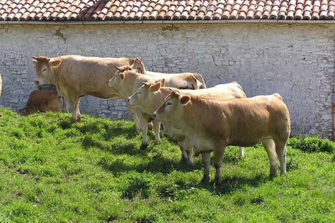 Arraza piriniarreko behiak Gorlizen