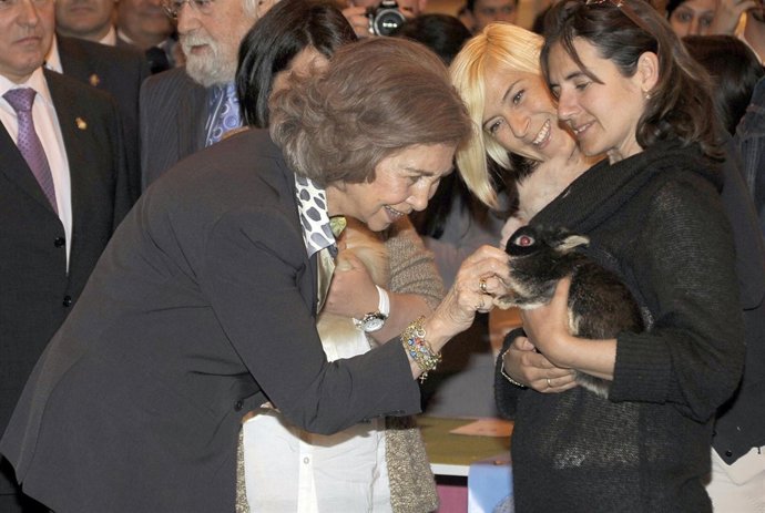 Reina en 100x100 Mascota