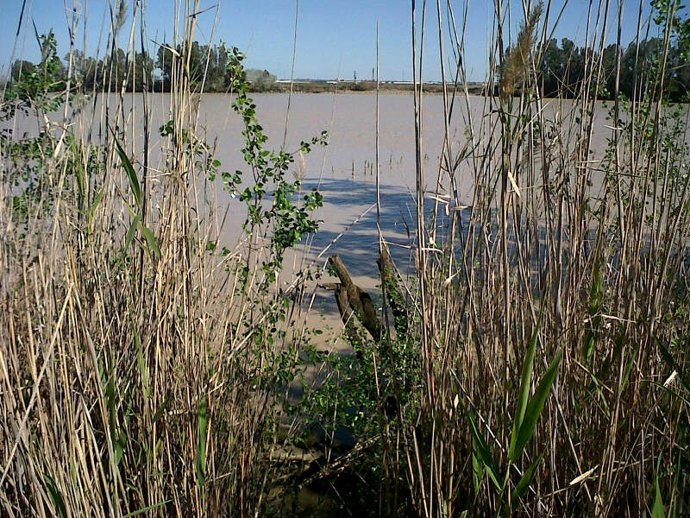 Zona del Guadalquivir donde se ha encontrado el cadáver de la joven desaparecida