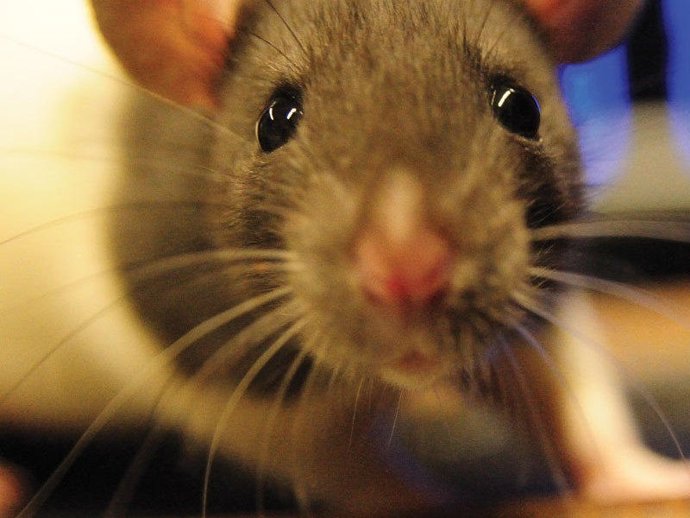 Ratas
