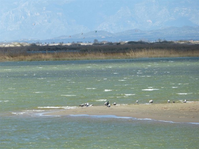 Aves en el Delta del Ebro, Delta de l'Ebre