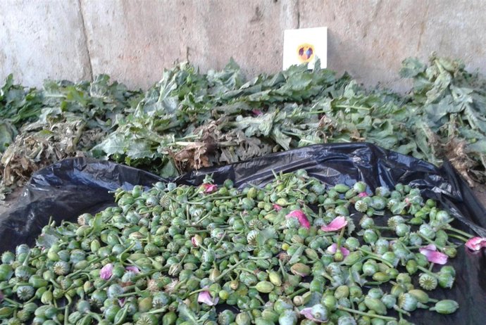Plantación de ocio localizada por la Policía de la Generalitat
