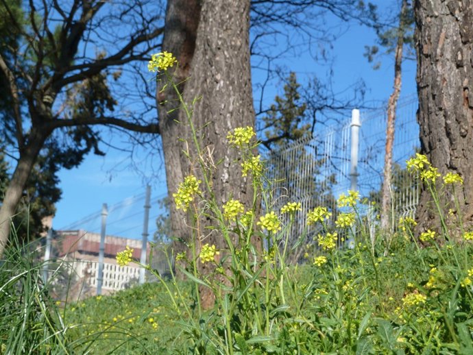 Las flores en primavera causan alergia
