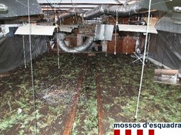 Plantación de marihuana en una casa de Santa Cristina d'Aro
