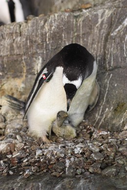Los huevos de Gentoo y Humboldt han sido los primeros en eclosionar
