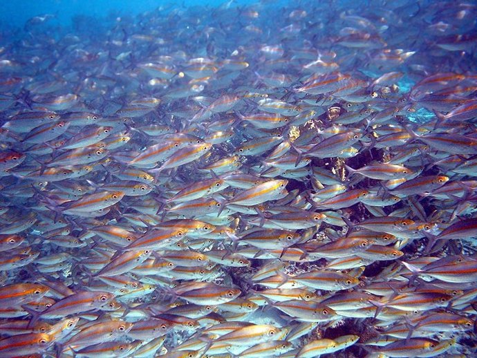 Peces