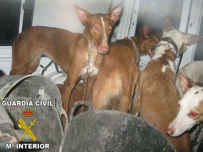 Perros podencos encontrados en Montesa