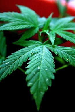 Planta de Marihuana