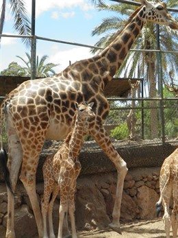 Nace una jirafa en el Oasis Park de Fuerteventura    
