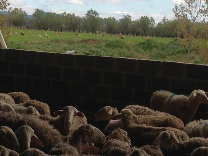 Explotación ganadera de ovino en Quintanilla del Agua (Burgos).