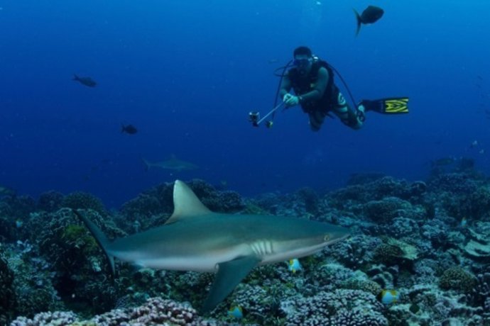 Ecoturismo de tiburones 