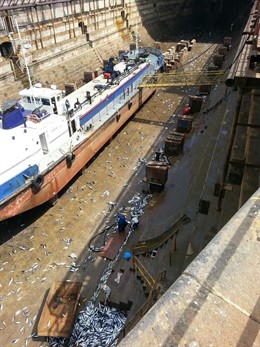 Melvas en el dique 3 de Gibraltar tras vaciarlo