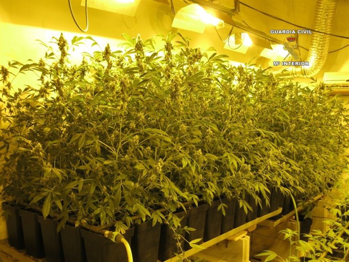 Marihuana incautada en una vivienda de Pina 