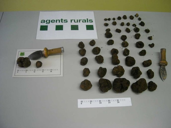 Trufas decomisadas
