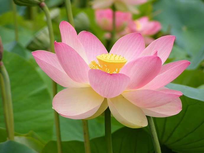 Loto sagrado, flor, planta, 