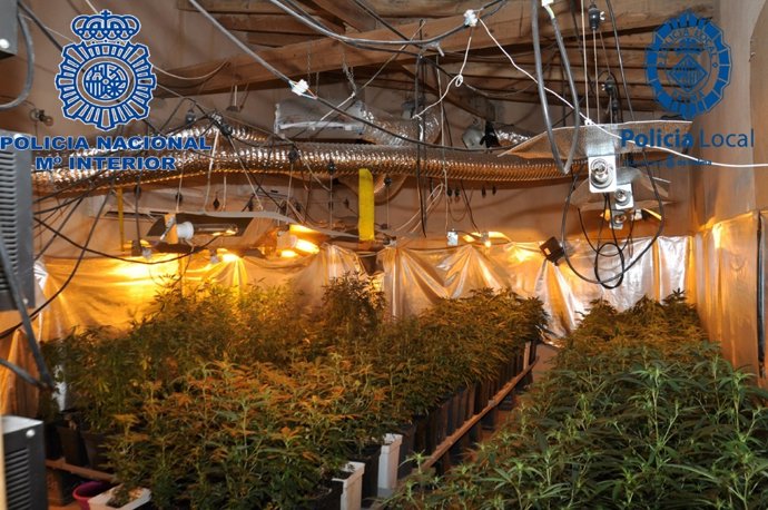 Plantas de marihuana en una vivienda en la carretera de Manacor