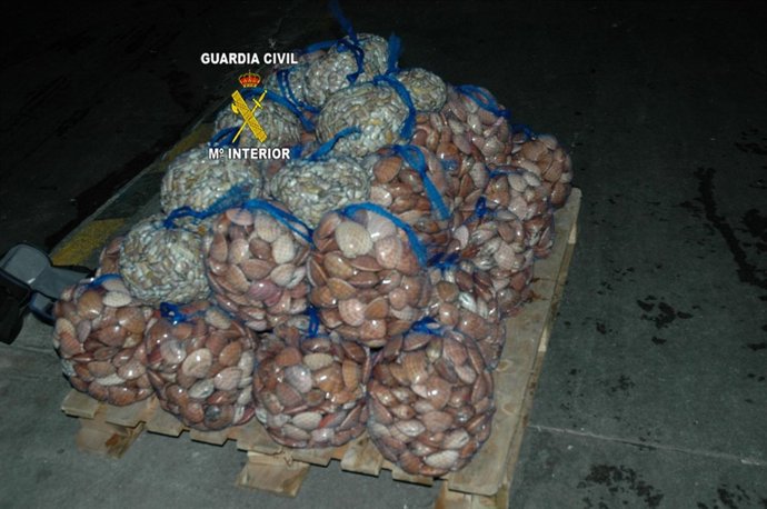 Conchas finas incautadas en la operación Nácar