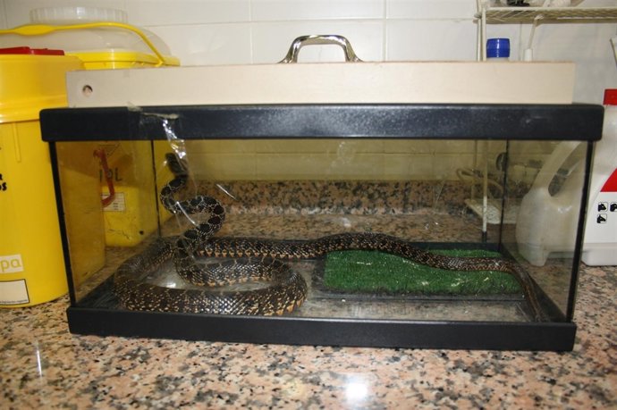 Serpiente de 1,20 metros capturada por la policia local en el aseo de un local