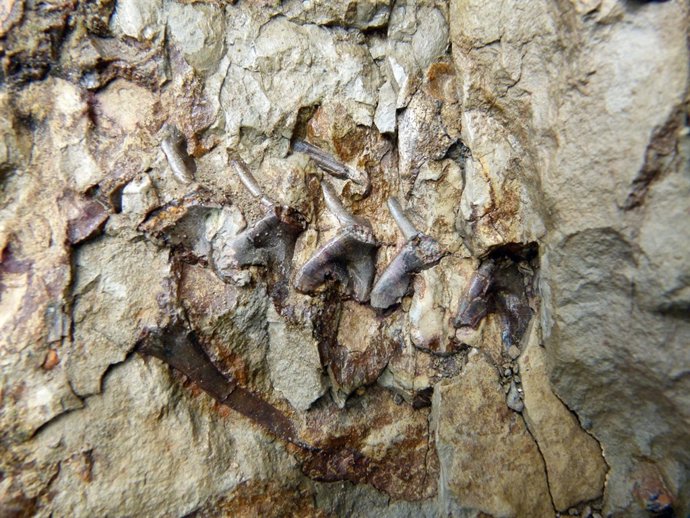 Esqueleto encontrado en el yacimiento de Coll de Nargó