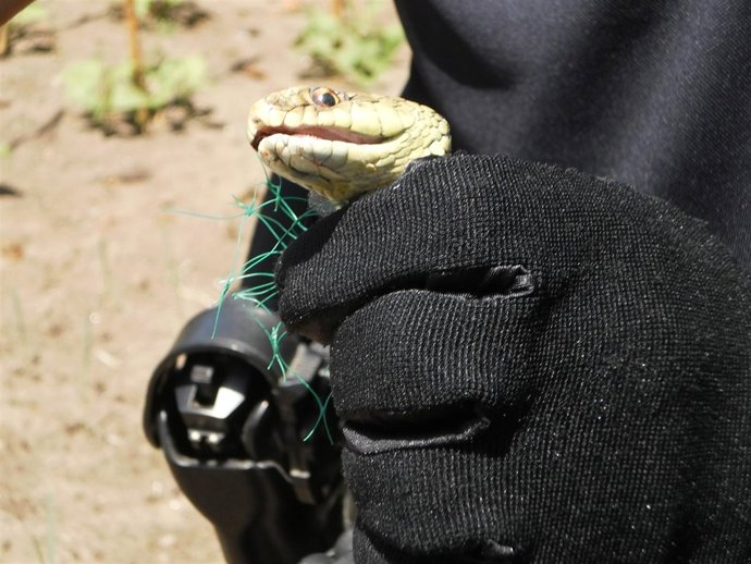 Serpiente capturada en Vigo
