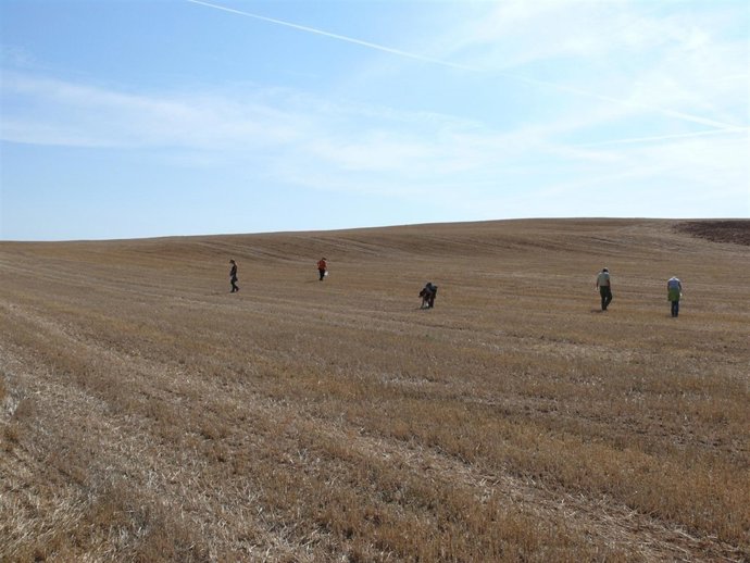 Campo en Burgos 