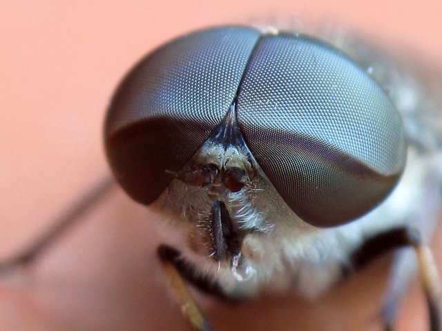 Mosca