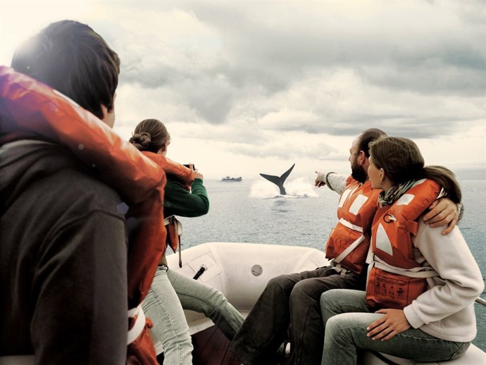 Temporada de avistamiento de ballenas