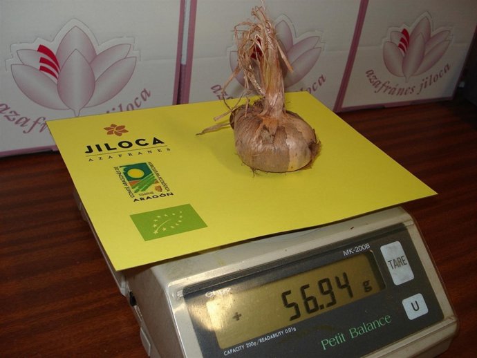 Un bulbo de azafrán de gran tamaño, de Azafranes Jiloca