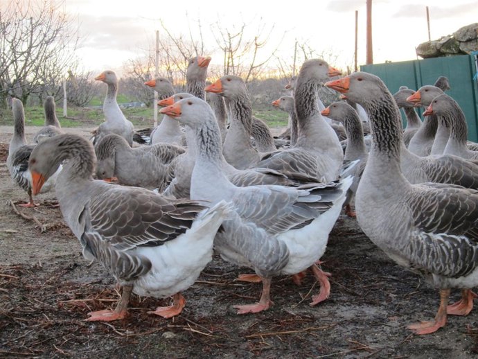 Ocas, Ganado avícola, Foie. 