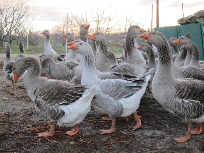 Ocas, Ganado avícola, Foie. 