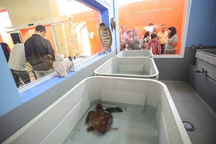 Tortuga en La Tahonilla