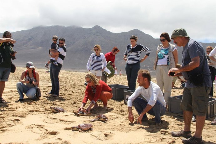 Liberación de tortugas en Cofete