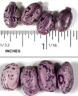 Ricina eviada al presidente de Estados Unidos, Barack Obama