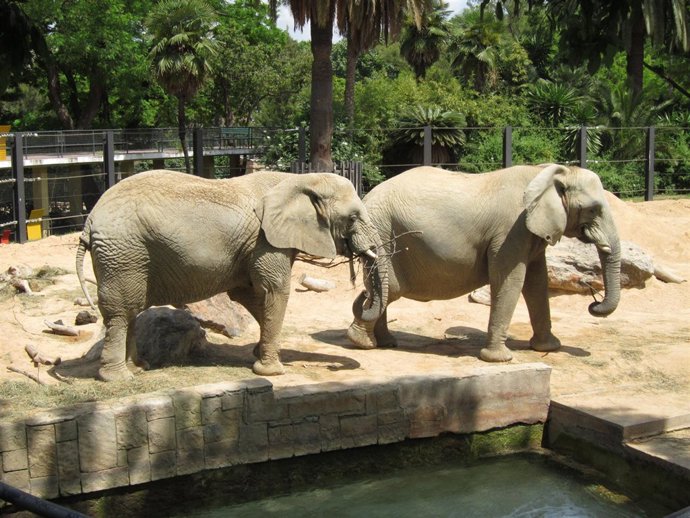 Elefantas Yoyo Y Susi Del Zoo De Barcelona
