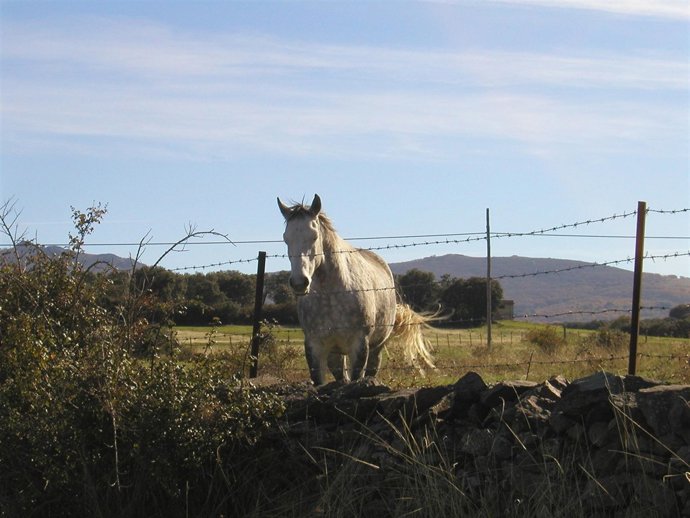 Caballo en la provincia de Salamanca
